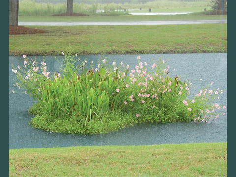 Wetland Raft in Stormwater Pond2