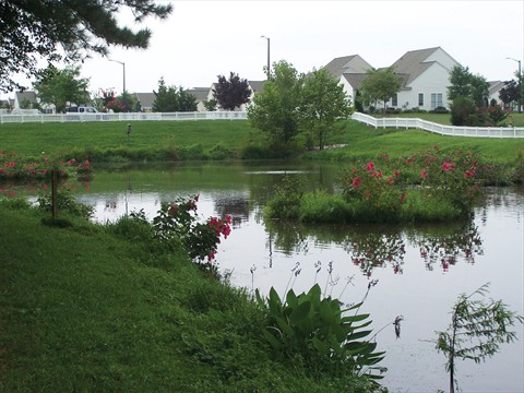 Wetland Rafts in Stormwater Pond1