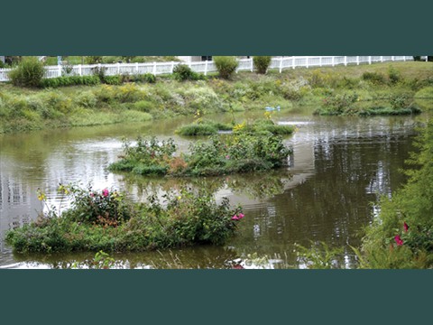 Wetland Rafts in Stormwater Pond2